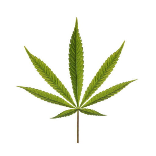 Does CBD Get You High?