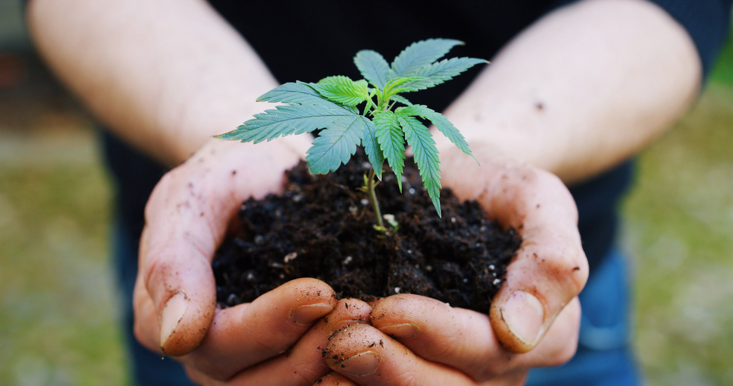 3 Ways CBD Oil Products Can Improve Your Life